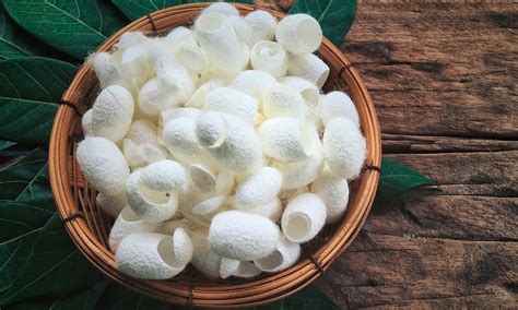 Silk protein. Silk comes from the cocoons of certain insects, such as the mulberry silkworm. When the insects create their cocoons, harvesters extract the fibers and spin them into thread. Each ... 