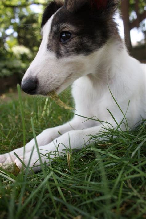 Silken windhound puppies. Find Silken Windhound puppies for saleNear Illinois. Good-natured with everyone they meet, the Silken Windhound is a highly trainable, alert, hardy, and affectionate breed. They're eager to please and make exceptional companions. Learn more. 