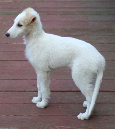 Silken windhound puppy. Breed Details. Height: 18.5 to 23.5 inches at the shoulder. Weight: 20 to 45 pounds. Breed Characteristics. Adaptability. Trainability. Grooming. Apartament … 