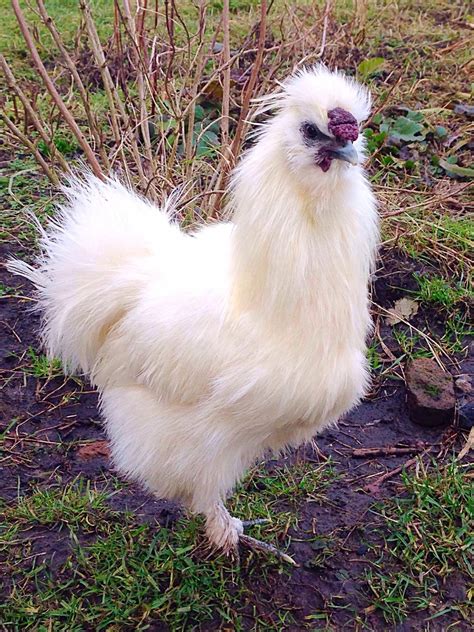 Silkie cross chickens. My guide will discuss all the salient features and characteristics of a Silkie chicken and whether it’s the right breed for you or not. You’ll learn every necessary … 