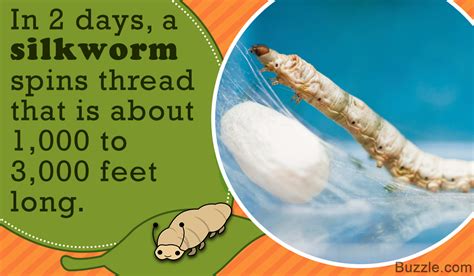 Silkworm Facts for Kids