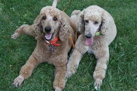 Sillydogs Standard Poodle & Bernedoodle Puppies