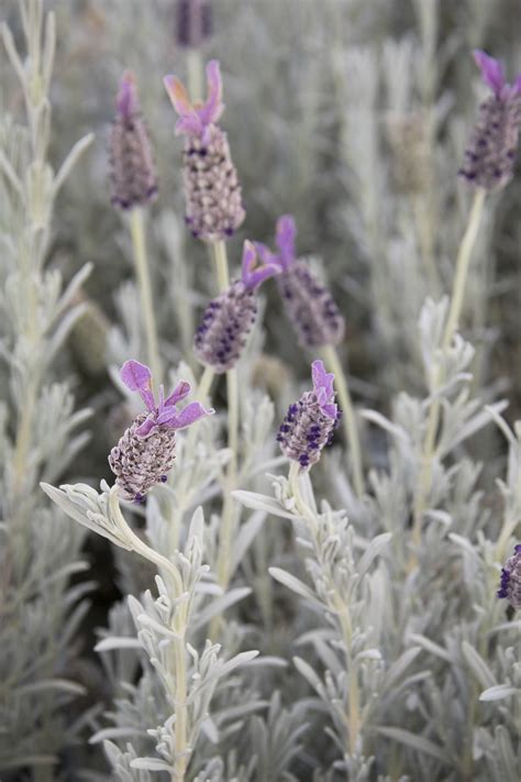 Silver Anouk Spanish Lavender - Monrovia