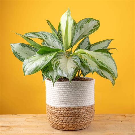 Silver Bay Aglaonema large – Costa Farms