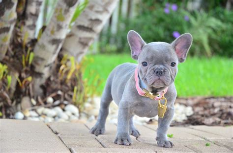 Silver Blue French Bulldog Puppies For Sale