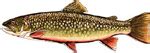 Silver Creek Aquaculture - Pond Fish: Brook Trout, Rainbow Trout, …