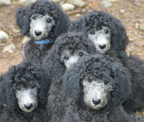 Silver Standard Poodle Puppies