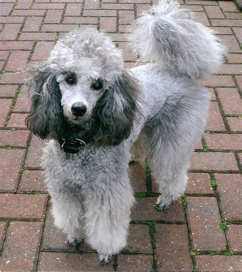 Silver Toy Poodle Puppies