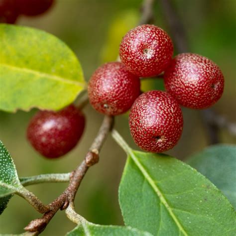 The berries are edible, but sour tasting. They may be eaten fresh off the shrub or used to make pies, jams or jellies. Attractive, they enliven the fall landscape unless eaten by birds. Both male and female plants are needed to have berries. Silver Buffaloberry tolerates exposed coastal conditions and is useful for infertile, dry, alkaline soils.