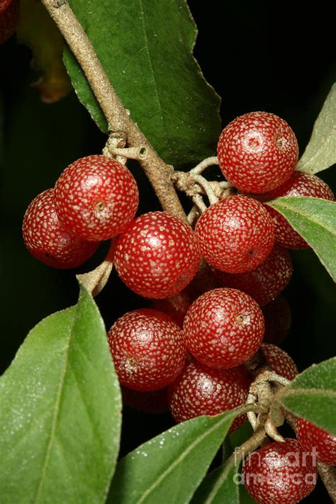 The Silver berry fruit is a dull, silvery to yellowish, oval to nearly round drupe up to ½ inch long, the pit inside is elliptic, nearly as long as the drupe. Silver berries are small fruits that resemble elongated olives. grow on small shrubs and have smooth, burnt orange-colored skin covered in small white lentils or pores.. 