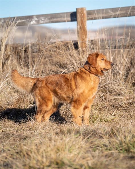 Silver Butte Golden Retrievers Quality AKC Golden Retrievers. A Family of Breeders all over Idaho raising quality AKC Golden Retriever puppies. From light cream, to dark red - and every shade in between. Raised in a farm friendly environments, health tested, spoiled, and ready to join your family! Mark & Jessica Beus. Kuna ID United States .... 