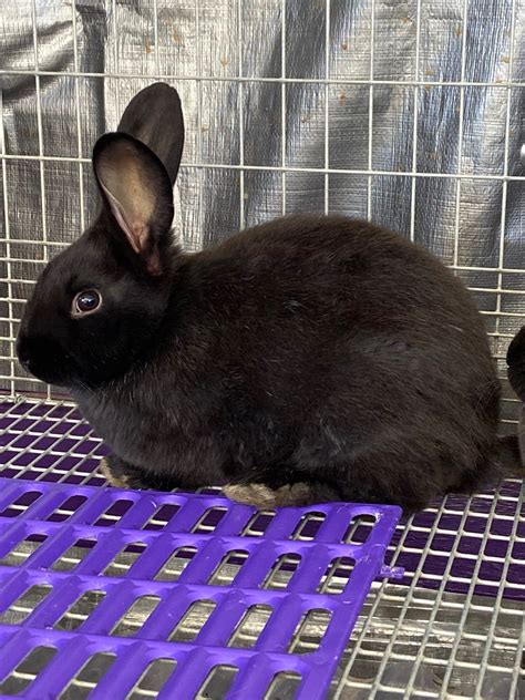 Silver Fox Rabbits:, We have seven week old silver fox pedigreed bunnies now available. There is one black female, one chocolate male, two blue ma... read more; Silver Fox Rabbits:, Here at Mountains Bounty we specialize in Silver Fox Rabbits producing quality Rabbits in rare and standard colors. Please... read more; Rabbits for Sale by Breed