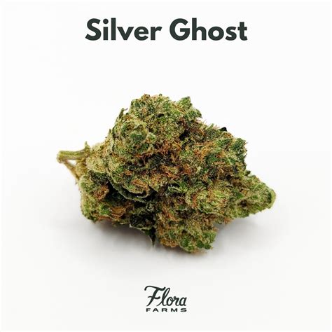 THC: 29%. Silver Apple is a rare sativa dominant hybrid strain created through crossing the potent Super Silver Haze X Sour Apple strains. With parents like these, you know Silver Apple is going to have a crazy delicious flavor and heady effects. This bud has a sweet and sour candy apple taste with a tart exhale that leaves your mouth watering..