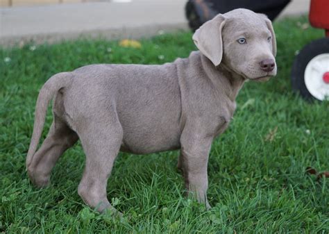 Silver lab breeders near me. 5 Star Breeders. We only work with Labrador Retriever breeders who pass our 47 breeder standards. Here are a few of them... Vintage Pups. 5 Star Breeder. Puppy Place. 5 Star Breeder. PuppySpot. 5 Star Breeder. 