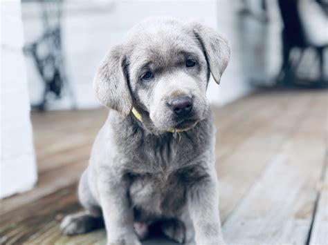 Silver lab puppies for sale in pa. The typical price for Labrador Retriever puppies for sale in Charlottesville, VA may vary based on the breeder and individual puppy. On average, Labrador Retriever puppies from a breeder in Charlottesville, VA may range in price from $3,000 to $3,500. …. 