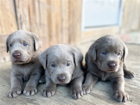 We have AKC English Lab puppies for sale. Our goal here at 