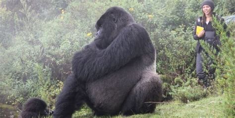 Silverback gorilla vikt