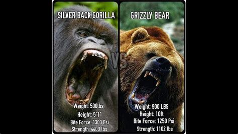 Silverback gorilla weight vs grizzly bear.  This comparison is strictly theoretical...