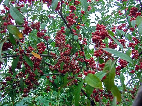 Cherry silverberries are abundant in bioactive components, 
