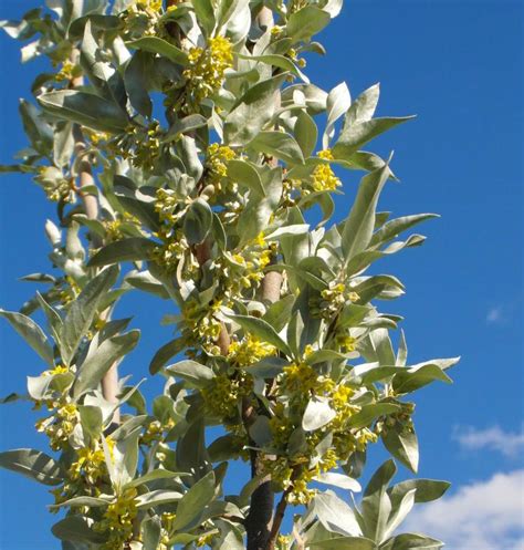Elaeagnus commutata, the silverberry or wolf-willow, is a species of Elaeagnus native to western and boreal North America, from southern Alaska through .... 