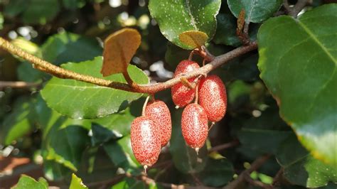 Silverberry fruit. Things To Know About Silverberry fruit. 