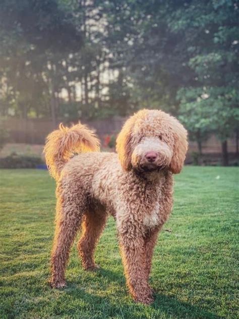 Silvercreek doodles. Silver Creek Doodles. 153 likes · 1 talking about this. We breed Mini and Medium Goldendoodles, Australian Labradoodles and Bernedoodles. We are located in 