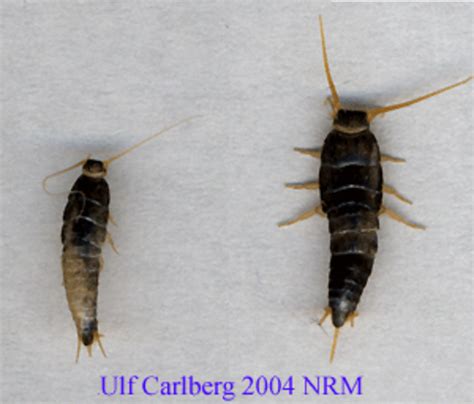 Silverfisk minusgrader