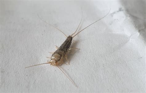 Silverfiskar bikarbonat