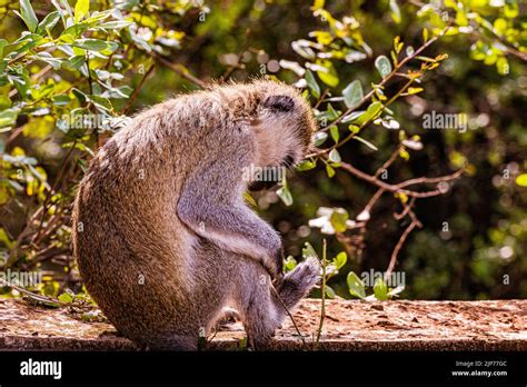 Simians Onlyfans Leak