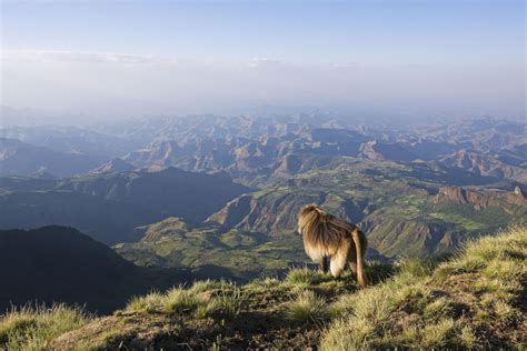 Simien. Things To Know About Simien. 