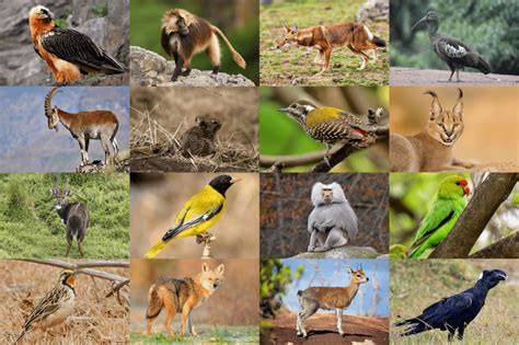 Simien mountains animals.  The following is a compilation of data on some pr...