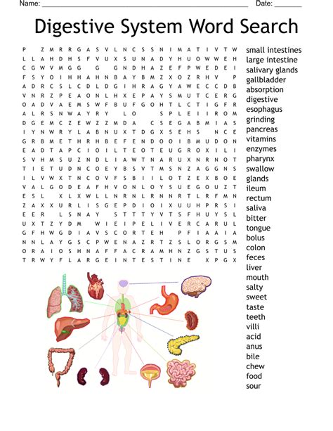 Similar to The Human Digestive System Word Scramble WordMint