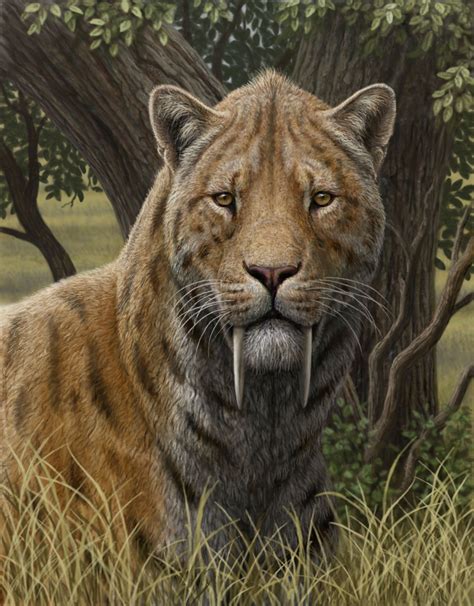 Sep 27, 2022 · Smilodon fatalis means "deadly knife tooth," but the purpose of these large fangs remains a mystery. Sabertooth cats showed up in the fossil record about two million years ago and ranged widely over North and South America. Fast Fact. The sabertooth cat ( Smilodon fatalis) is the official California State Fossil. Fast Fact. 