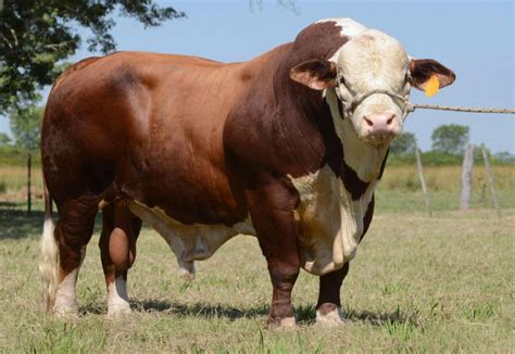 Simmental animal search. Things To Know About Simmental animal search. 