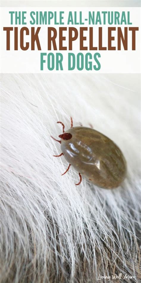 Simple All-Natural Tick Repellent for Dogs – with Video!