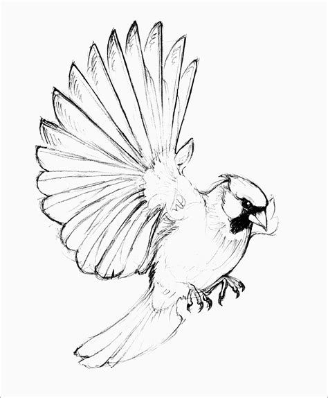 Simple Bird Drawings