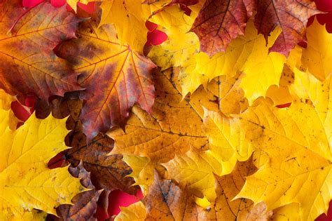 Simple Leaves Stock Photos, Pictures & Royalty-Free Images - iStock