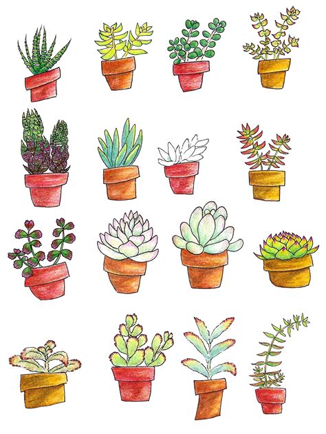 Simple Succulent Drawing