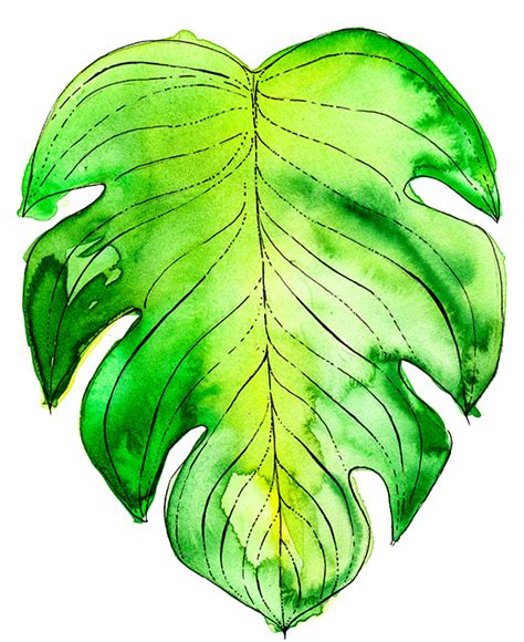 Simple Tropical Leaf Drawing