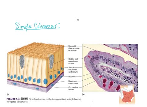 Simple columnar epithelium Diagram Quizlet