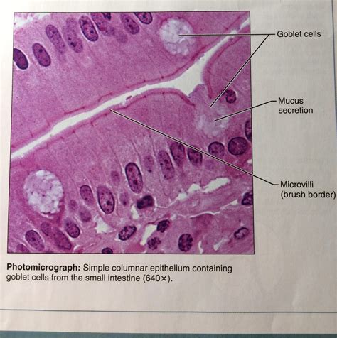 A simple columnar epithelium consists of a single layer of tall, elongated cells.It is found in the digestive system (epithelium of the stomach and bowels), and its main function is the absorption of nutrients.. 