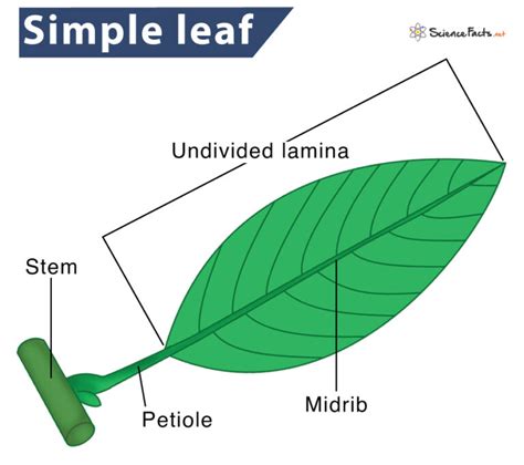 Simple leaf Definition & Meaning - Merriam-Webster