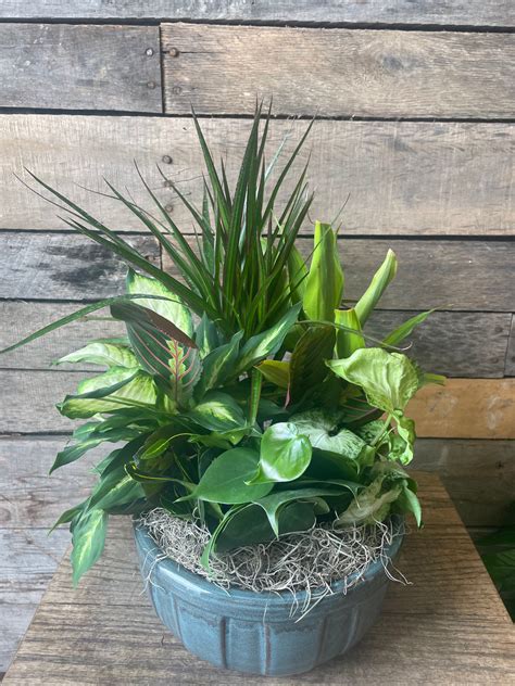 Simply Chic Mixed Plant Basket - Georgetown, TX 78628