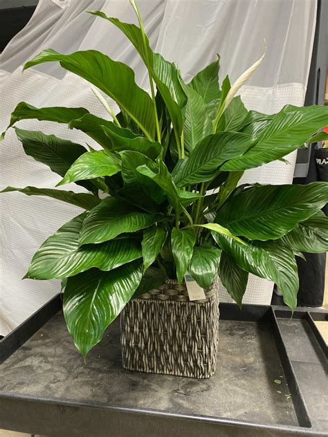 Simply Elegant Spathiphyllum - Large - Hawks