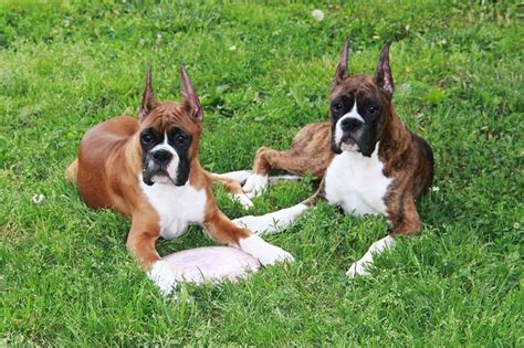 Simply Southern Boxers in Tennessee Boxer puppies Good Dog