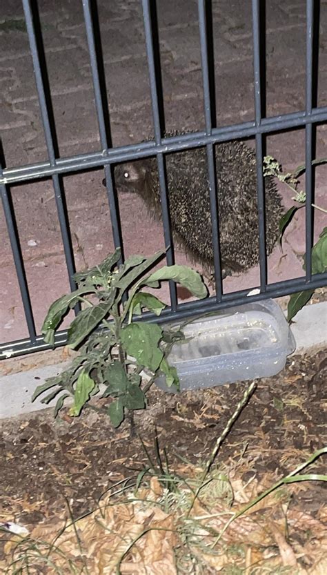 Simsalabrina0 Leaks 💋 XXX