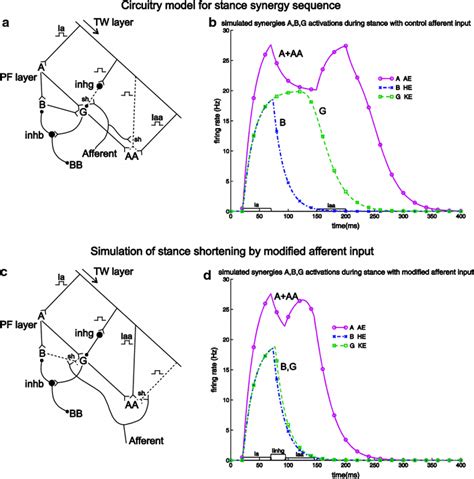 Simulation of stance synergy sequence and its shortening by modified