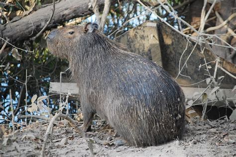 Sinônimos de capivara