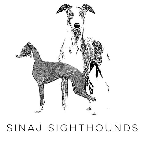 Sinaj Sighthounds