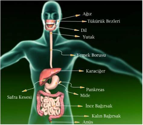 Sindirim Genel Cerrahi. 
